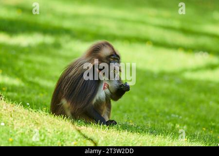 Gelada (Theropithecus gelada) männlich sitzend auf einer Wiese, gefangen, Verteilung afrika Stockfoto