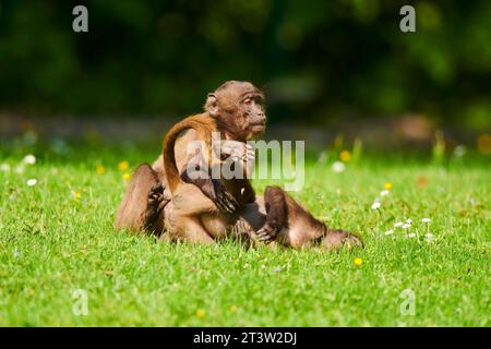 Gelada (Theropithecus gelada) Jugendliche spielen auf einer Wiese, gefangen, Verteilung afrika Stockfoto