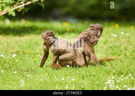 Gelada (Theropithecus gelada) Jugendliche spielen auf einer Wiese, gefangen, Verteilung afrika Stockfoto