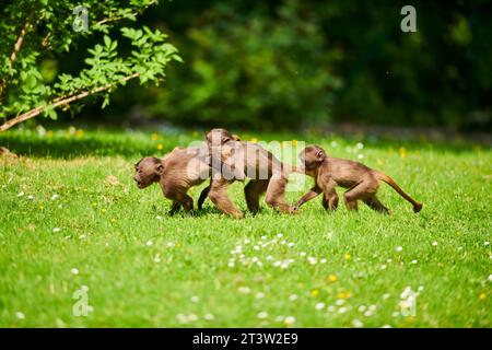 Gelada (Theropithecus gelada) Jugendliche spielen auf einer Wiese, gefangen, Verteilung afrika Stockfoto