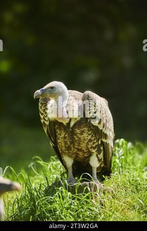 Eurasischer Gänsegeier (Gyps fulvus), sitzend auf einem Baumstamm im Gras, Bayern, Deutschland Stockfoto