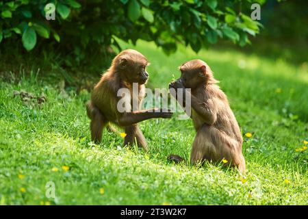 Gelada (Theropithecus gelada) Jugendliche spielen auf einer Wiese, gefangen, Verteilung afrika Stockfoto