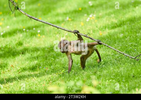 Gelada (Theropithecus gelada) Jugendliche spielen auf einer Wiese, gefangen, Verteilung afrika Stockfoto