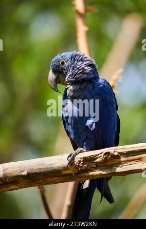 Hyazinth-Ara (Anodorhynchus hyacinthinus), sitzend auf einem Ast, gefangen, Verteilung Südamerika Stockfoto