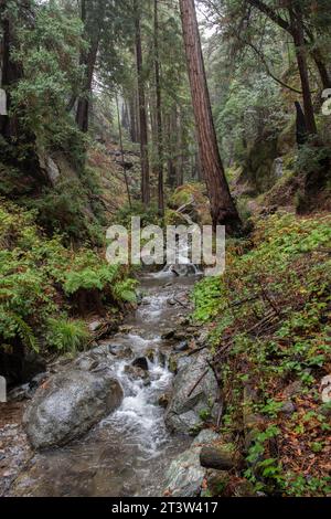 Ein Bach fließt durch die Mammutbäume im Julia Pfeiffer Burns State Park in Big Sur, Monterey County, Kalifornien Stockfoto