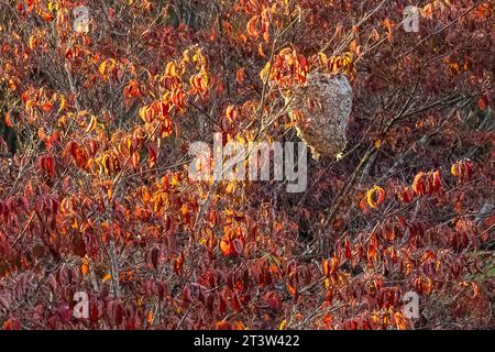 Riesenhornisnest zwischen bunten Herbstblättern in Young Harris, Georgia. (USA) Stockfoto