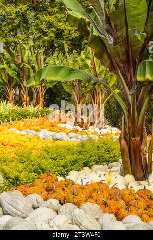 Dekoratives Kürbisstück mit Bananenpflanzen im Atlanta Botanical Garden in Midtown Atlanta, Georgia. (USA) Stockfoto