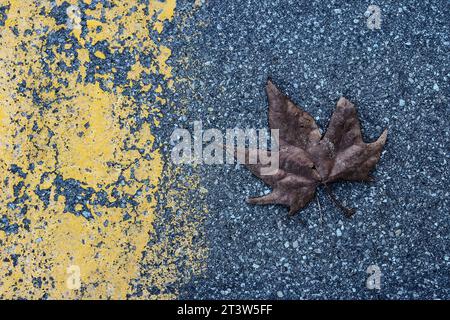 Fußgängerüberquerung mit Ahornblatt Stockfoto