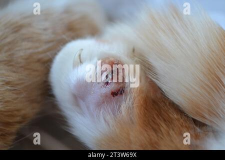 Katze mit gebrochenem Finger. Die Pfote einer kranken, hellorangefarbenen Katze. Katzenfüße sind Wunden. Hochwertige Fotos. Hochwertige Fotos Stockfoto