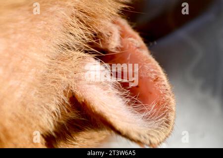 Die Hände des Tierarztes zeigen die Ohrmuschel einer Katze, die mit einer Ohrmilbe infiziert ist, Nahaufnahme. Orange gestreifte Katze mit verwundetem Ohr. Hochwertige Fotos Stockfoto