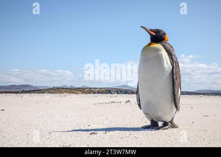 Ein Königspinguin, Aptenodytes patagonicus, am Yorke Bay Beach, in der Nähe von Stanley auf den Falklandinseln. Stockfoto