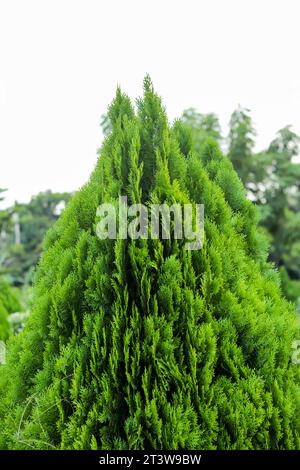 Platycladus orientalis, oder Jhau, gemeinhin als orientalischer Thuja oder orientalischer arborvitae bezeichnet, wächst typischerweise als dichter, immergrüner Sträucher oder klein bis mittelgroß Stockfoto