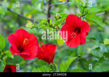 Hibiskus roter chinesischer Hibiskus, Hibiscus rosa-sinensis, auch tropischer Hibiskus, Schuh-schwarze Pflanze oder China Rose genannt, mehrjährige Hibiskusart. Dies ist ein Stockfoto