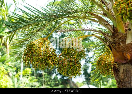 Rohe grüne und frische Datteln enthalten eine hohe Menge an Mineralien, einschließlich Magnesium und Calcium. Magnesium kann Ihr Immunsystem stärken und Entzündungen reduzieren Stockfoto