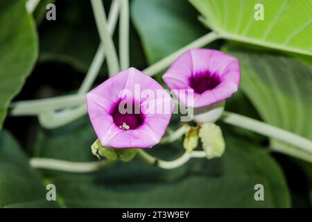 Die Elefanten-Kriechblüte, auch bekannt als Vidhara Argyreia nervosa, ist eine Heilpflanze, die häufig im Ayurveda verwendet wird Stockfoto