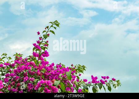 Die Bougainvillea ist eine beliebte tropische und subtropische Zierblume. Bougainvillea-Blüten sind winzige trompetenförmige Blüten, umgeben von auffälligen, Stockfoto