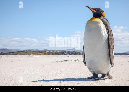 Ein Königspinguin, Aptenodytes patagonicus, am Yorke Bay Beach, in der Nähe von Stanley auf den Falklandinseln. Stockfoto