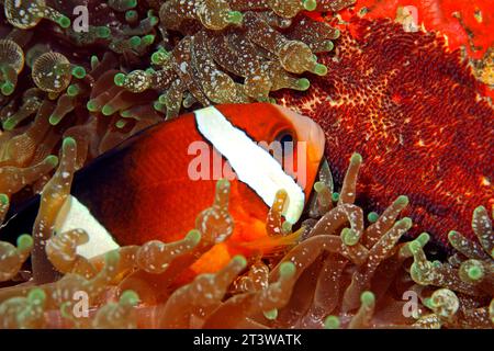 Clarks Anemonefisch, Amphiprion Clarkii. Fische bewachen rote Eier. In Bubble-tip Sea Anemone Entacmaea quadricolor. Tulamben, Bali, Indonesien. Bali-Meer, Stockfoto