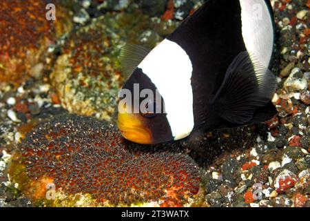 Anemonenfische, Amphiprion polymnus, Erwachsene, die Eier auf Felsen bewachen, neben Haddon's Sea Anemone, Stichodactyla Haddoni. Augenentwicklung gesehen Stockfoto