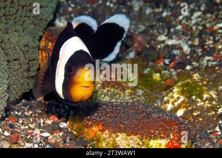 Anemonenfische, Amphiprion polymnus, ausgewachsene Wacheier, die auf Felsen neben der Haddon's Sea Anemone Stichodactyla haddoni gelegt werden. Augenentwicklung gesehen Stockfoto