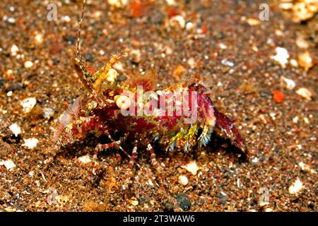 Marmorierte Garnelen oder Saron Garnelen, wahrscheinlich Saron marmoratus. Tulamben, Bali, Indonesien. Bali-Meer, Indischer Ozean Stockfoto