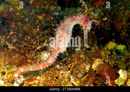 Dorny Seahorse, auch bekannt als Spiny Seahorse, Hippocampus histrix, schwimmt auf dem Riff unter Wasser und sucht nach Nahrung. Tulamben, Bali, Indonesien. Stockfoto