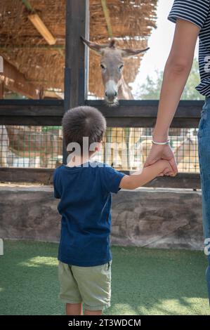 Der zweijährige Junge und seine Mutter beobachten Esel in einem Zoo im Freien. Sie stehen über dem Käfig mit Tieren, der Junge hält die Ha seiner Mutter Stockfoto