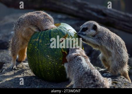 Erdmännchen im Cotswold Wildlife Park, die sich mit ihren Halloween-Leckereien verwöhnen lassen Stockfoto