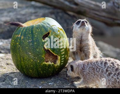 Erdmännchen im Cotswold Wildlife Park, die sich mit ihren Halloween-Leckereien verwöhnen lassen Stockfoto