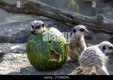 Erdmännchen im Cotswold Wildlife Park, die sich mit ihren Halloween-Leckereien verwöhnen lassen Stockfoto