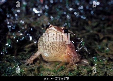 Spring Peeper (Pseudacris crucifer), New Jersey Stockfoto