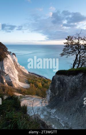 Die Morgensonne scheint auf den Kreidefelsen von Möns Klint, Ostseeinsel Mön, Dänemark Stockfoto