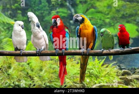 Gruppe von Vögeln auf Baumzweig Stockfoto