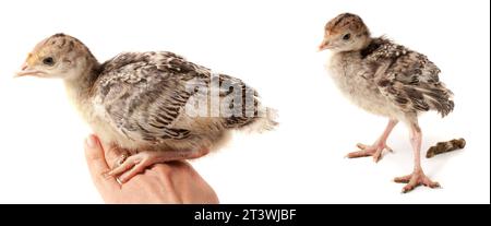 Huhn in der Türkei sitzen auf einem handisolated auf weißem Hintergrund Stockfoto