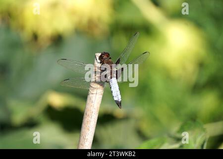 Eine breitköpfige Jäger-Libelle sitzt auf einem Ast Stockfoto