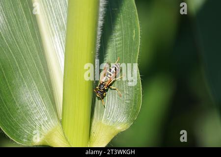Die Wespe sitzt auf einem Blatt im Maisfeld Stockfoto