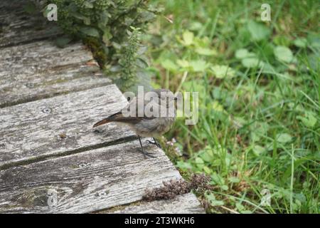 Junger schwarzer Rotstartvogel, der auf Holzbrettern sitzt Stockfoto