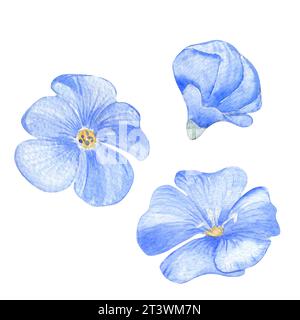 Blaue Flachsblumen Set Aquarellillustration isoliert auf weißem Hintergrund. Handgezeichnete linum usitatissimum Kräuterpflanzen. Blaue Blumen bemalt. Elemen Stockfoto