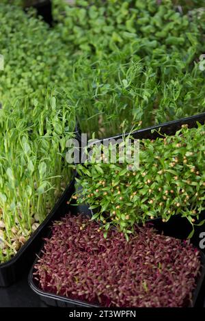 Microgreens zu Hause. Für Lebensmittel werden verschiedene Arten von Mikrogrün verwendet. Amaranth, Rucola, Rettich, Koriander, Keimerbsen in Kisten Stockfoto