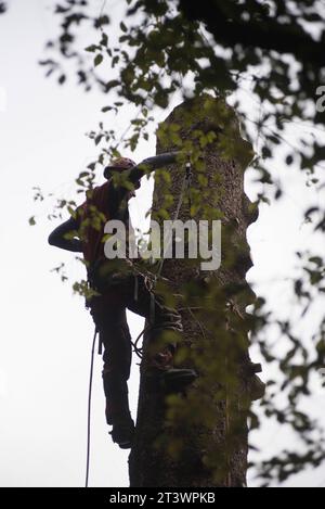 Aborist Arbeitet In Der Höhe Während Der Baumpflege Und Baumschnitt Aborist Arbeitet In Der Höhe Während Der Baumpflege Credit: Imago/Alamy Live News Stockfoto