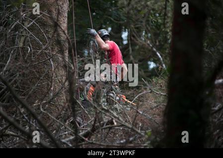 Aborist Arbeitet In Der Höhe Während Der Baumpflege Und Baumschnitt Aborist Arbeitet In Der Höhe Während Der Baumpflege Credit: Imago/Alamy Live News Stockfoto