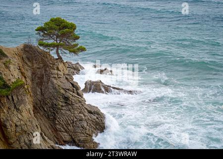 Meer und Kiefer wachsen auf den Felsen. Wunderschöne Meereswellen. Strand Lloret de Mar. Spanien. Strände der Costa Brava. Wasserstruktur. Stockfoto