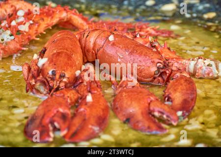 Hummer in Weißweinsauce Stockfoto