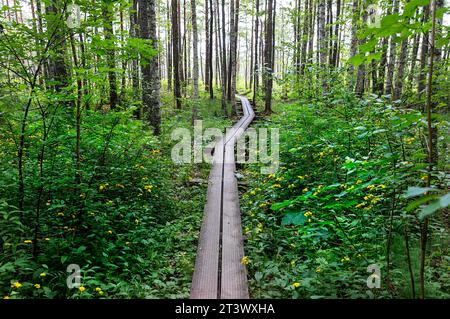 Spektakuläres Walkboard im Kakerdaja Moor, Wanderweg umgeben von kleinen Teichen und üppigen Wäldern an einem schönen sonnigen Sommertag in Estland Stockfoto