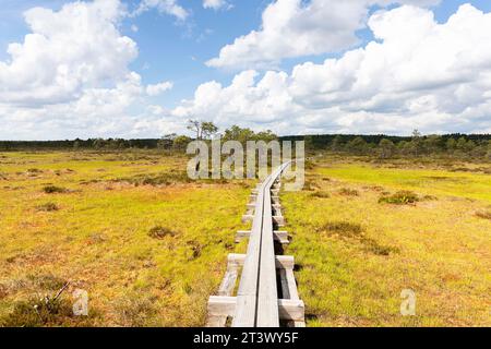 Spektakuläres Walkboard im Kakerdaja Moor, Wanderweg umgeben von kleinen Teichen an einem schönen sonnigen Sommertag in Estland, Stockfoto