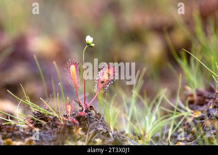 Wunderschöner langblättriger Sonnentau (Drosera anglica), eine fleischfressende Pflanze, die im Kakerdaja-Moor in Estland wächst Stockfoto