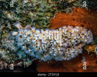 Elysia crispata, der gebräuchliche Name der Meeressalat-Schnecke oder Salatschnecke, ist eine große und farbenfrohe Meeresschnecke, eine Meeresschnecke. Stockfoto