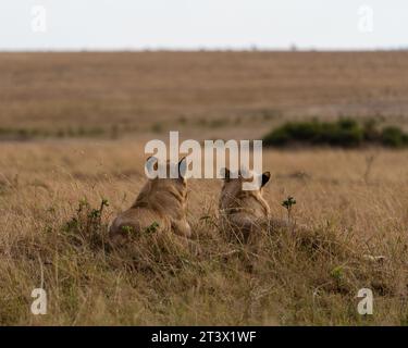 Löwen in den Ebenen von Maasai Mara Stockfoto