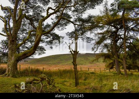 Einige alte Bäume in einer sumpfigen Gegend mit Blick auf Bowland Fells in der Ferne. Stockfoto