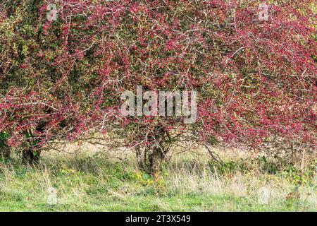 Weißdornbaum (Crataegus monogyna) bedeckt mit roten Beeren im Oktober oder Herbst, England, Vereinigtes Königreich Stockfoto